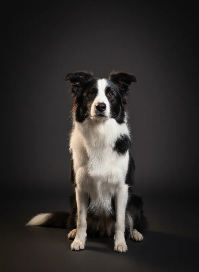 Cão da raça Border Collie sentado